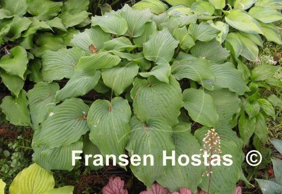 Hosta Piecrust Power